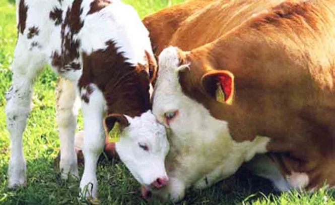 Диагностика стельности коровы